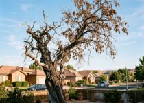 When Should a Tree Be Removed? The Ultimate Tree Removal Guide